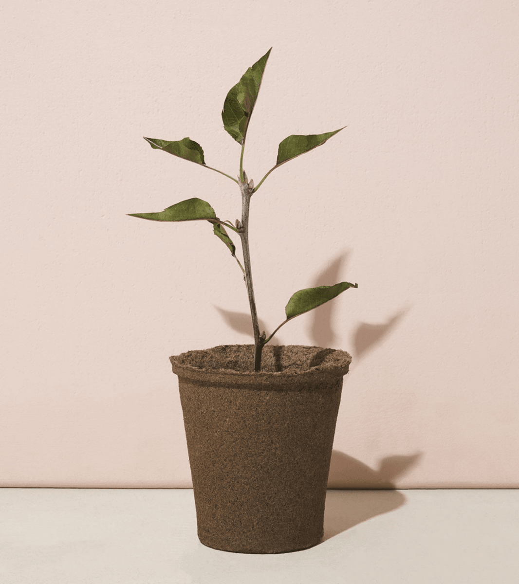 Modern Sprout® One For One Tree Kits - Plant Grow Kits - SwagWear