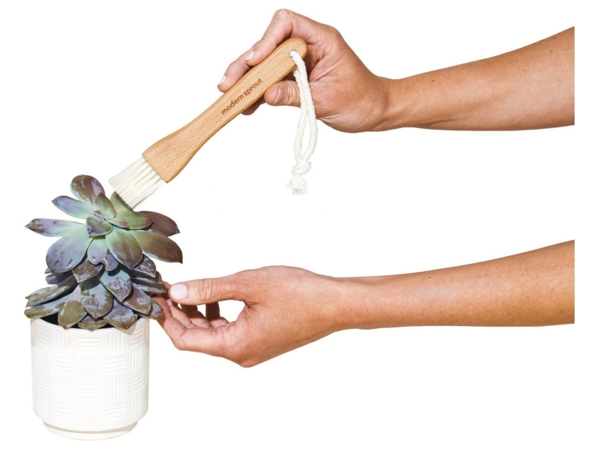 Modern Sprout® Plant Parent Care Kit - Plant Grow Kits - SwagWear