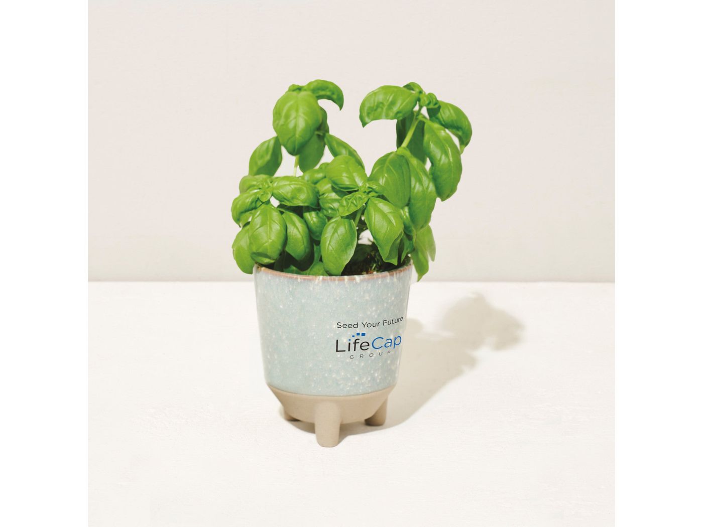 Modern Sprout® Glow & Grow Live Well Gift Set - Plant Grow Kits