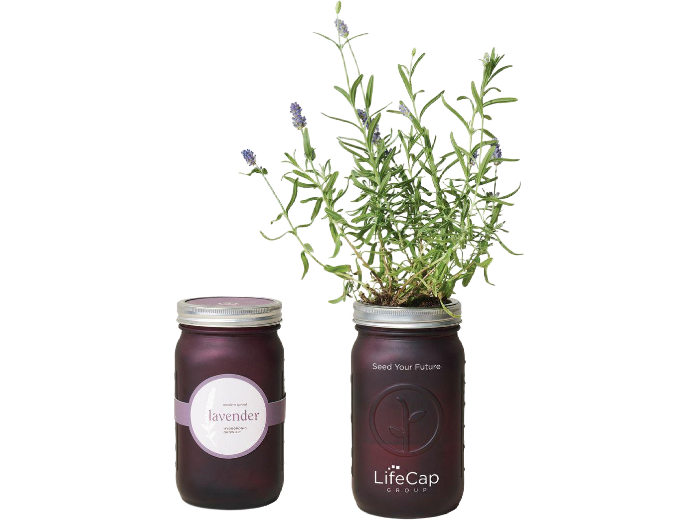 Modern Sprout® Indoor Herb Garden Kit - Lavender - Plant Grow Kits