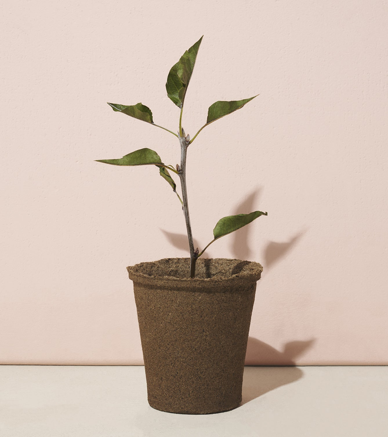 Modern Sprout® One For One Tree Kits - Plant Grow Kits
