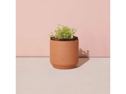 Modern Sprout® Tiny Terracotta Grow Kit Good Luck Clover