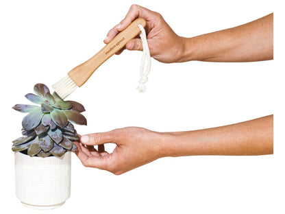 Modern Sprout® Plant Parent Care Kit