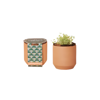 Modern Sprout® Tiny Terracotta Grow Kit Good Luck Clover