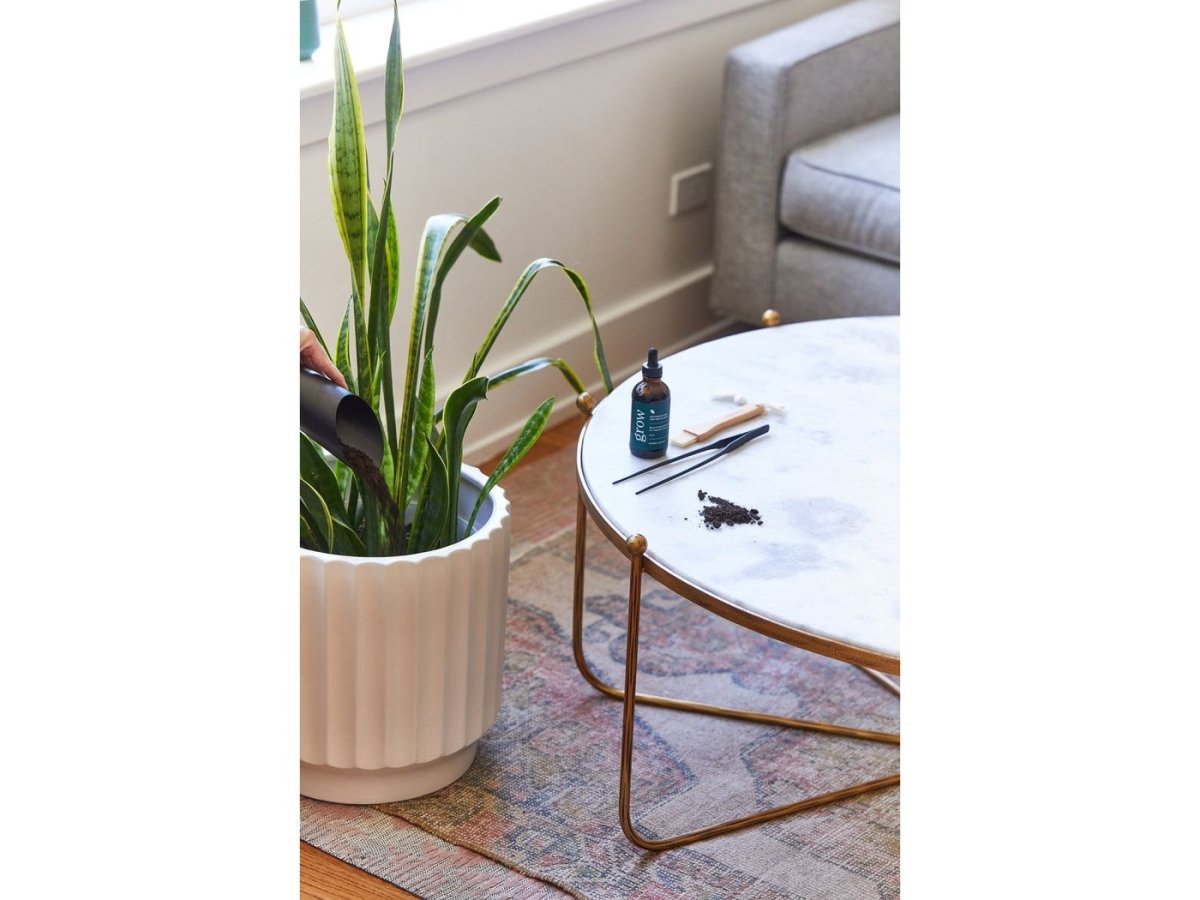 Modern Sprout® Plant Parent Care Kit - Plant Grow Kits - SwagWear