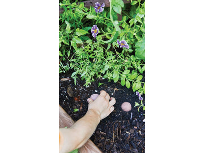 Modern Sprout® Encouragement Seed Bomb - Well Being Boost - Plant Grow Kits