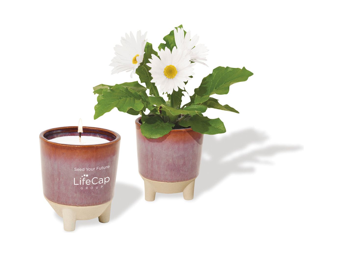 Modern Sprout® Glow & Grow Live Well Gift Set - Burgundy: Wildflower w/ Daisy Seeds - Plant Grow Kits