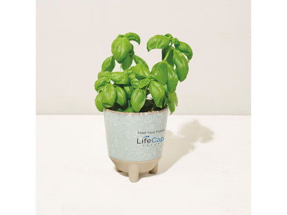 Modern Sprout® Glow & Grow Live Well Gift Set - Plant Grow Kits