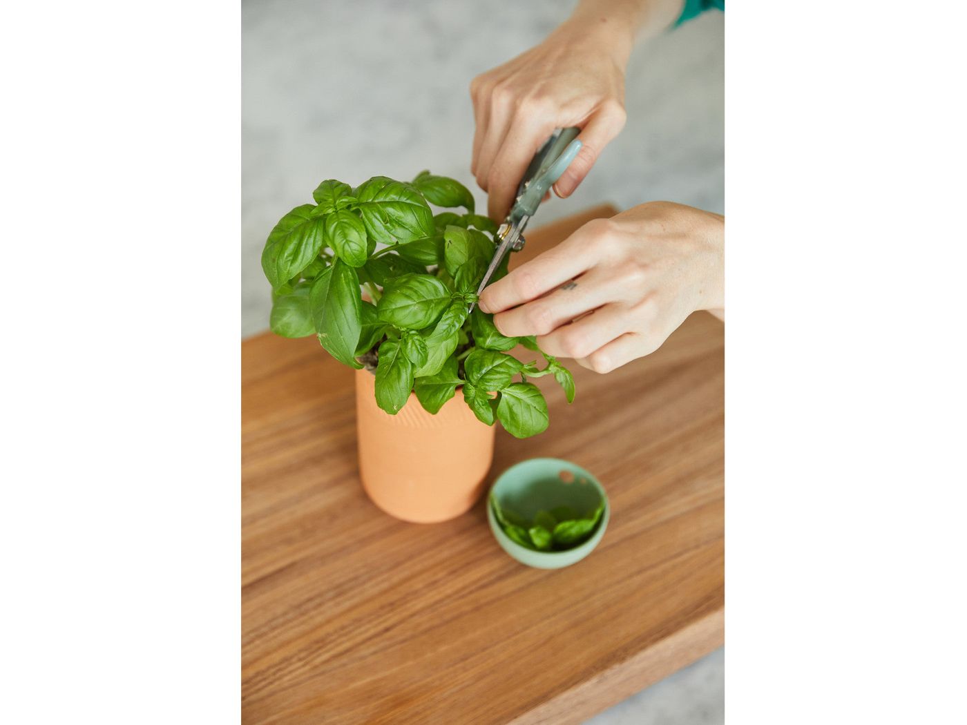 Modern Sprout® Growing Gourmet Gift Set - Plant Grow Kits