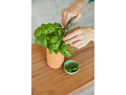 Modern Sprout® Growing Gourmet Gift Set - Plant Grow Kits