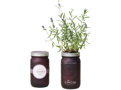 Modern Sprout® Indoor Herb Garden Kit - Lavender - Plant Grow Kits