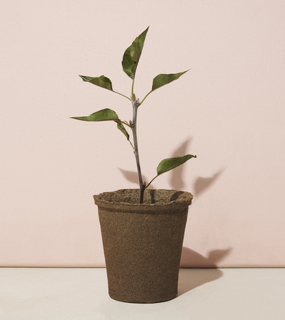 Modern Sprout® One For One Tree Kits - Plant Grow Kits