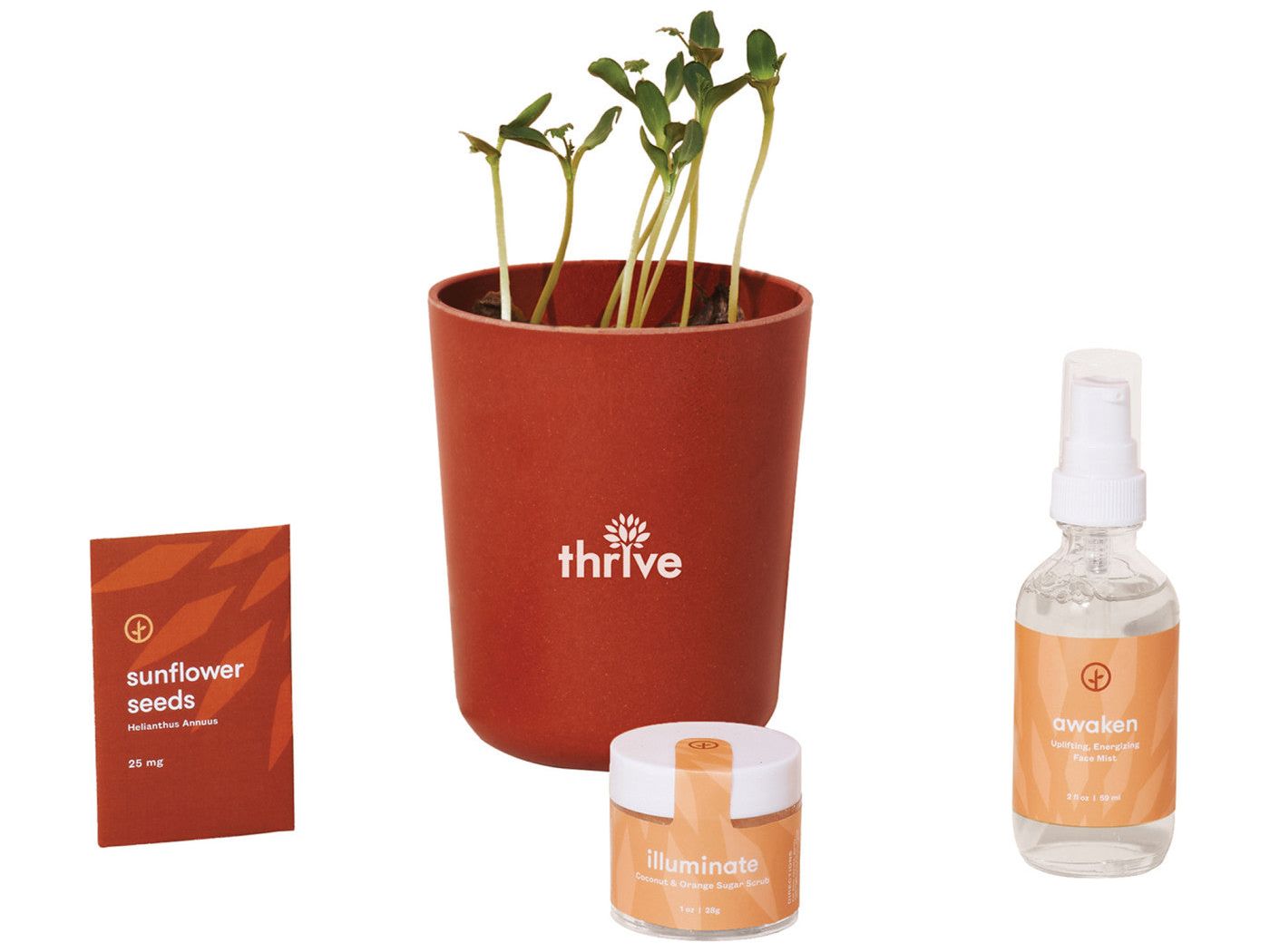 Modern Sprout® Shine Bright Take Care Kit - Sunflower - Plant Grow Kits