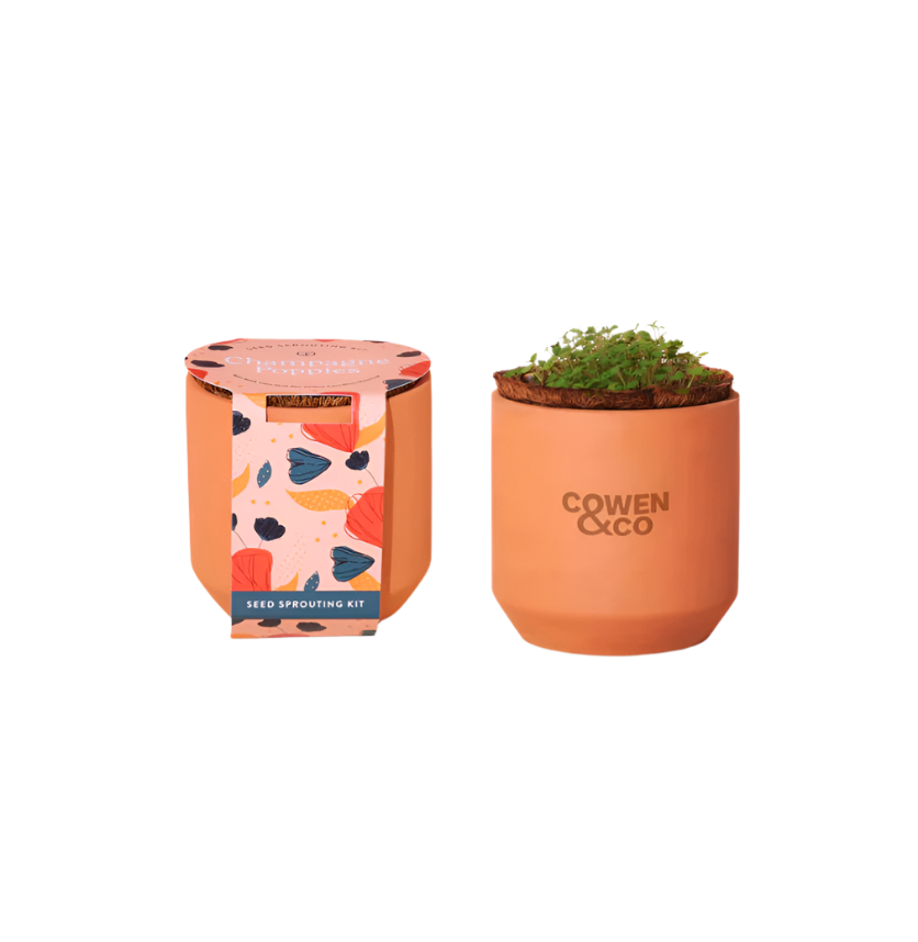 Modern Sprout® Tiny Terracotta Grow Kit Champagne Poppies - Terracotta - Plant Grow Kits
