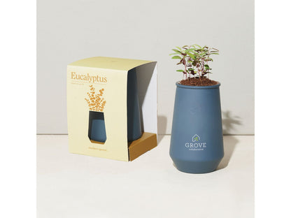 Modern Sprout Tapered Tumbler Grow Kit - Blue Agave/Eucalyptus - Plant Grow Kits