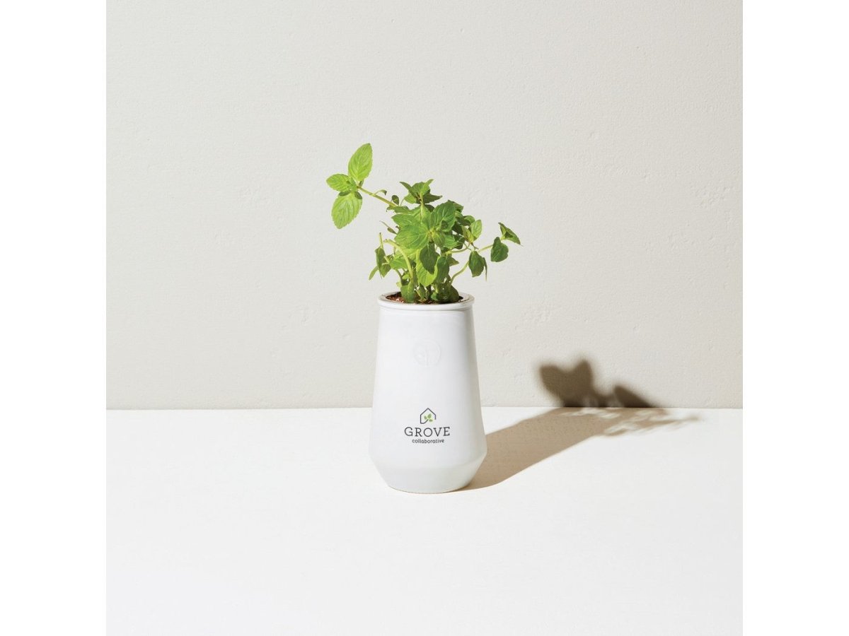 Modern Sprout Tapered Tumbler Grow Kit - Plant Grow Kits - SwagWear