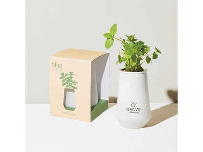 Modern Sprout Tapered Tumbler Grow Kit - White/Mint - Plant Grow Kits