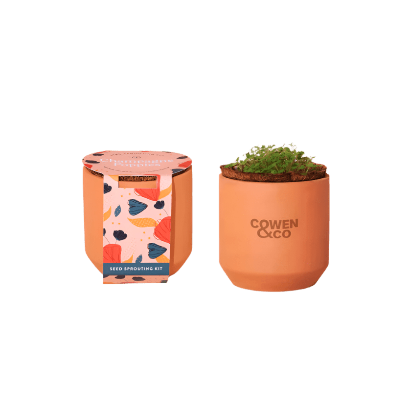 Modern Sprout® Tiny Terracotta Grow Kit Champagne Poppies - Plant Grow Kits - SwagWear